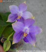 Phal-Jennifer-Palomer-x-P.violacea-indigo.jpg