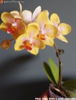 Phal.-Sogo-Shito-x-phal.-equestris.jpg