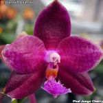 Phal-Jungo-Cherry.jpg