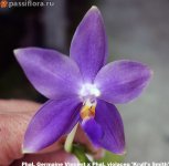 Phal.-Germaine-Vincent-x-Phal.-violacea-'Krull's-Smith'.jpg