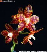 Phal.-Gigantea-x-brother-ambo-passion.jpg