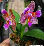 Phal.-Joy-Fairy-Tale.jpg