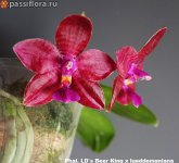 Phal.-LD`s-Beer-King-x-lueddemaniana.jpg