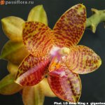 Phal.-LD-Bear-King-x--gigantea.jpg