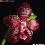 Phal.-Red-Jaguar1.jpg