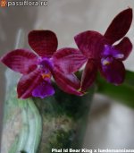 Phal-ld-Bear-King-x-luedemanniana1.jpg