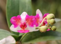 phalaenopsis-lius-berry-trinity-foto-4981.jpg