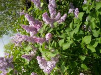 20170601_140552[1].jpg