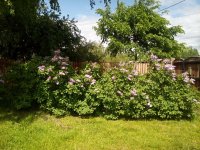 20170601_130752[1].jpg