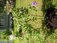20170601_130553[1].jpg