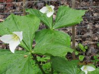 trillium erectum var. album.jpg