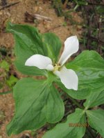 trillium grandiflorum немахровая &#1.jpg