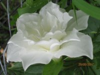 trillium grandiflorum Snowflakes.jpg