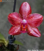 Phal.-Zheng-Min-Virtual2.jpg