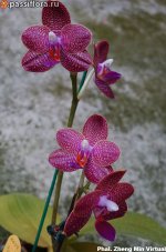 Phal.-Zheng-Min-Virtual1.jpg