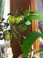 Catasetum incurvum 2.jpg