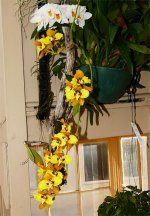 Орхидея на опоз&#1.jpg