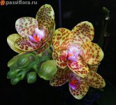 P. Top Exclusive (Haur jin princess x Gigantea).jpg