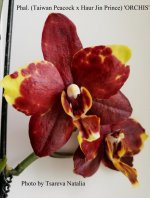 Phal. (Taiwan Peacock x Haur Jin Prince) 'ORCHIS' (2).jpg