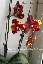 Phal. (Taiwan Peacock x Haur Jin Prince) 'ORCHIS'.jpg