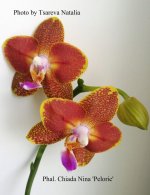 Phal. Chiada Nina 'Peloric'.jpg