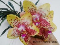 phal. orchid world (2).jpg