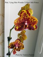 Phal. Tying Shin Wonder X Haur Jhih Prince (2).jpg