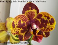 Phal. Tying Shin Wonder X Haur Jhih Prince.jpg