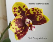 Phal. Zheng min koala № 1.jpg