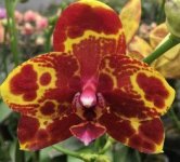 Phal.GW Green World.jpg