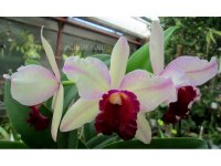 Cattleya H 04-800x600.jpg