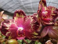 Dtps. I-Hsin The Big Bang 'IS1298.jpg