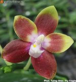 Phal.-Tying-Shin--Fly-Eagle.jpg