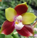 Phal.-Tying-Shin--Fly-Eagle1.jpg