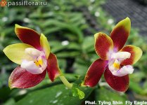 Phal.-Tying-Shin--Fly-Eagle3.jpg