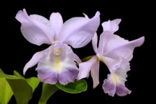 rhyncholaeliocattleya_sea_breeze_blue_ribbon_currlin_orchideen.jpg