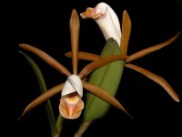 cattleya_araguaiensis_currlin_orchideen.jpg