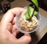 Phal Hawaii Dragon Girl x KS happy eagle прибытие 5.jpg