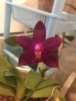 Phal.Ks Happy Eagle X Hawaii Dragon Girl.jpg