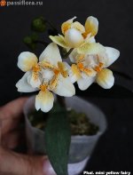 Phal.-mini-yellow-fairy3.jpg