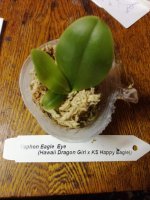 Phal Hawaii Dragon Girl x KS happy eagle2.jpg