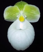 Paph micranthum alba.JPG