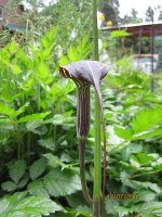 ARISAEMA.jpg