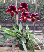 paphiopedilum-gene-hausermann-andrew.jpg