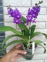 P.Kennithy Schubert x Vanda.coelestis’blue’.jpg