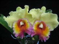 BLC.Goldenzelle lemon chiffon.JPG