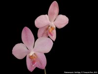 Phalaenopsis Schillgig.jpg