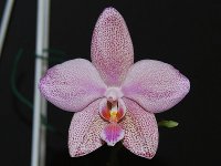 Phalaenopsis Schillgig1.jpg