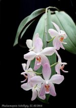 Phalaenopsis Schillgig2.JPG