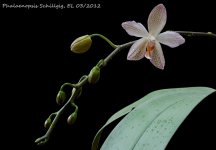 Phal Schillgig 03_2012 OT 1.JPG